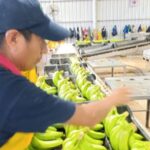 Por cada asignación formal se pagan casi dos AUH en Salta