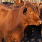 Récord, genética y tradición para el Caballo Criollo en Palermo